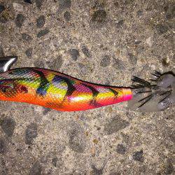 田ノ浦漁港エギング15回目