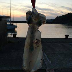 エギング最高( ´ ▽ ` )ﾉ