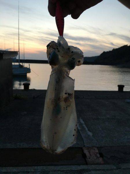 エギング最高( ´ ▽ ` )ﾉ