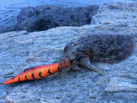 短時間エギング