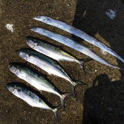 サゴシ、バクチョウ