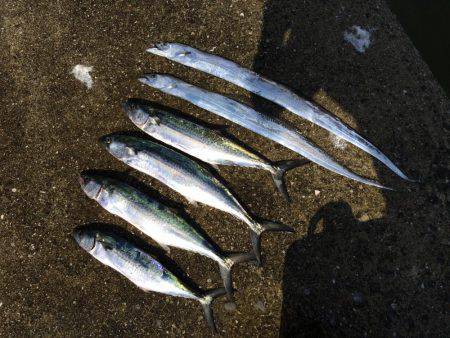 サゴシ、バクチョウ