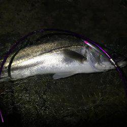 ランカーシーバス