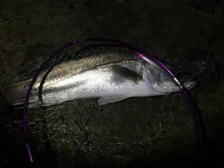 ランカーシーバス