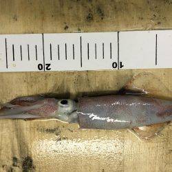 ケンサキイカ調査