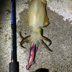 寝る前の短時間エギング