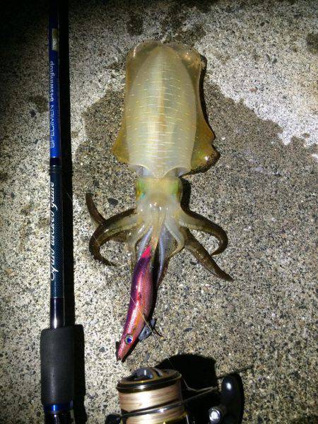 寝る前の短時間エギング