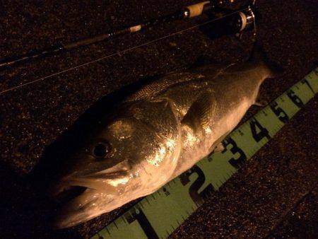 増水後はシーバス