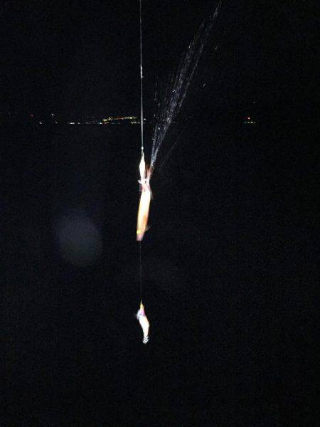 久々のイカ釣り