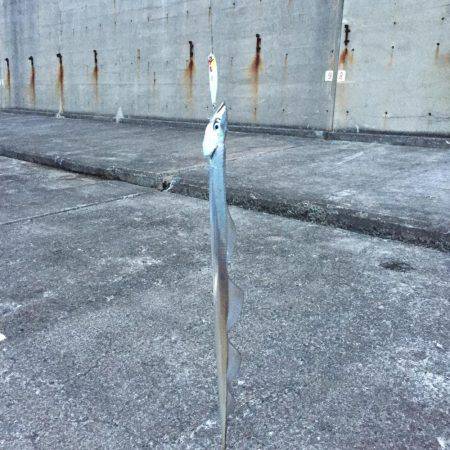 モーニング太刀魚