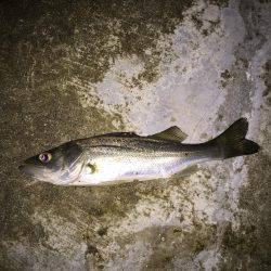 楠漁港 ぶっこみ釣り