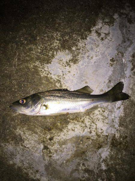 楠漁港 ぶっこみ釣り