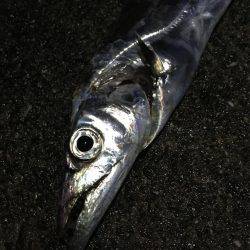 タチウオジギング