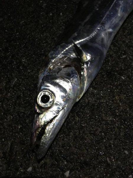 タチウオジギング