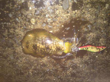 第二回新子調査withGT