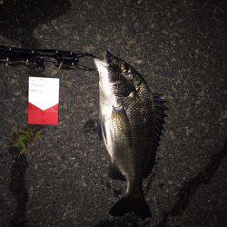 アジングのつもりが