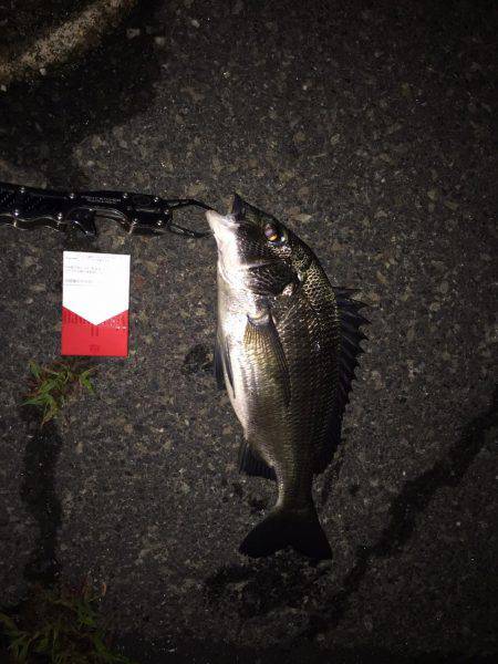 アジングのつもりが