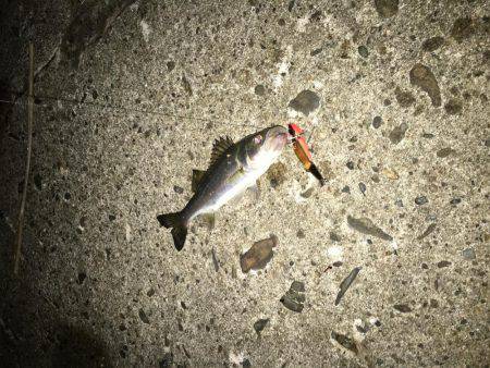 巨ボラ&チビッコシーバス