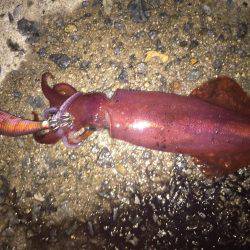 橋の袂でエギング☆