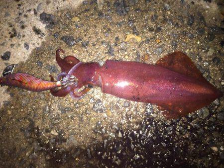 橋の袂でエギング☆