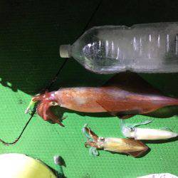 ジャンボ剣先イカGET！