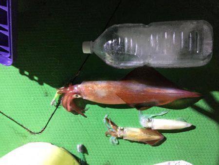 ジャンボ剣先イカGET！