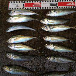 アジ釣り㊱