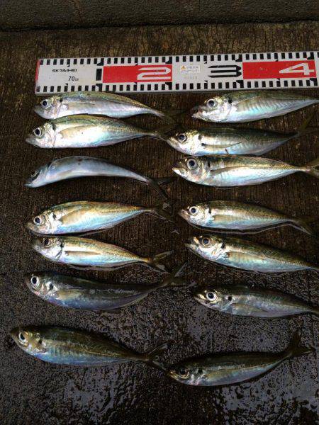 アジ釣り㊱
