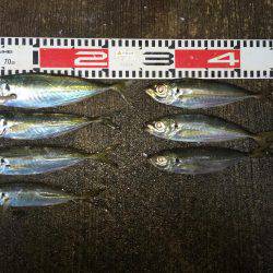 アジ釣り㊲