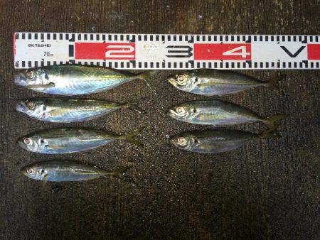 アジ釣り㊲