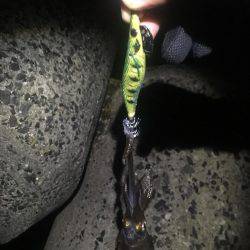 リリースしてあげましょうよ‼️