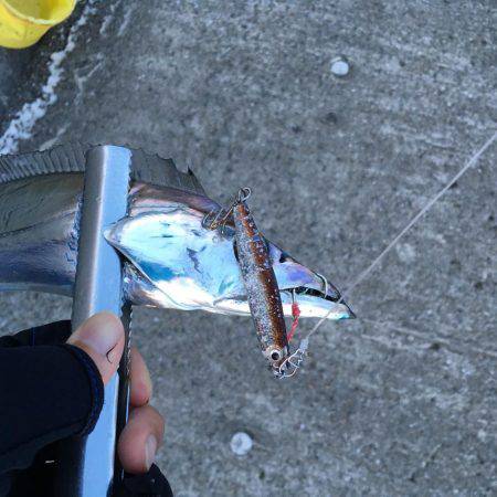 太刀魚〜楽釣〜