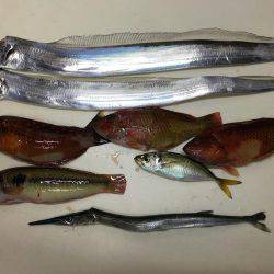 紀伊長島 レンタルボート釣行