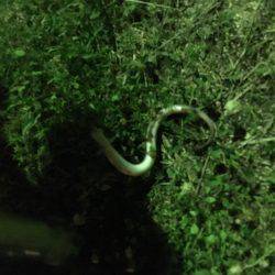 シーズンイン！