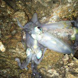 福井…朝夕マズメロング釣行