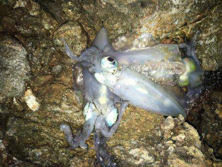 福井…朝夕マズメロング釣行