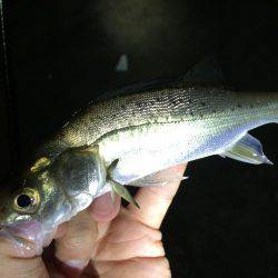 入門・お子様におすすめ？