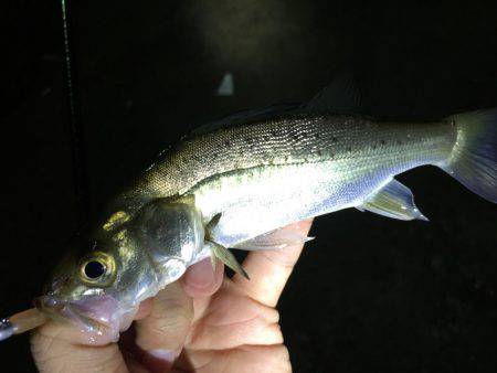 入門・お子様におすすめ？