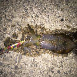 田ノ浦漁港エギング13回目