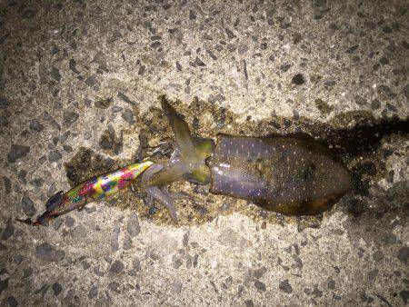 田ノ浦漁港エギング13回目