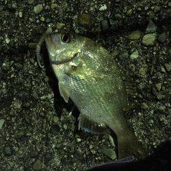 ラインラインライン