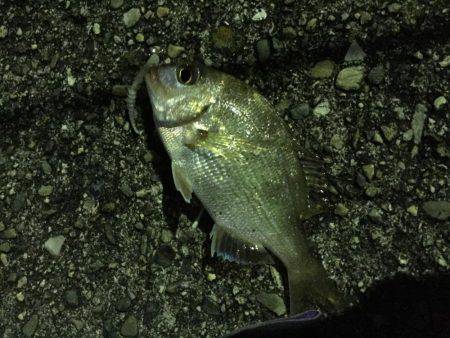 ラインラインライン