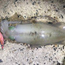 気持ち良いテンポで釣れました。