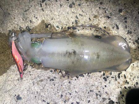 気持ち良いテンポで釣れました。