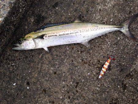 ポーアイ沖堤釣行