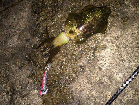 ぼっちエギング