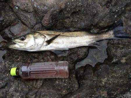 運動会シーズン