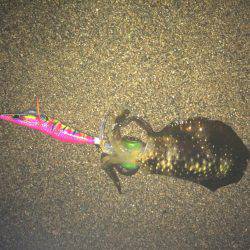 サーフエギング