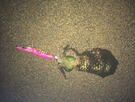 サーフエギング