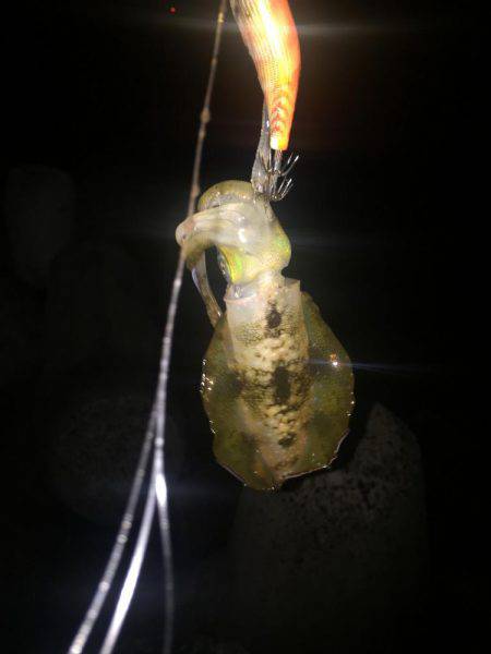 オールリリース